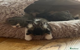 Mixed Breed cats for sale: 6 kittens - Image 11