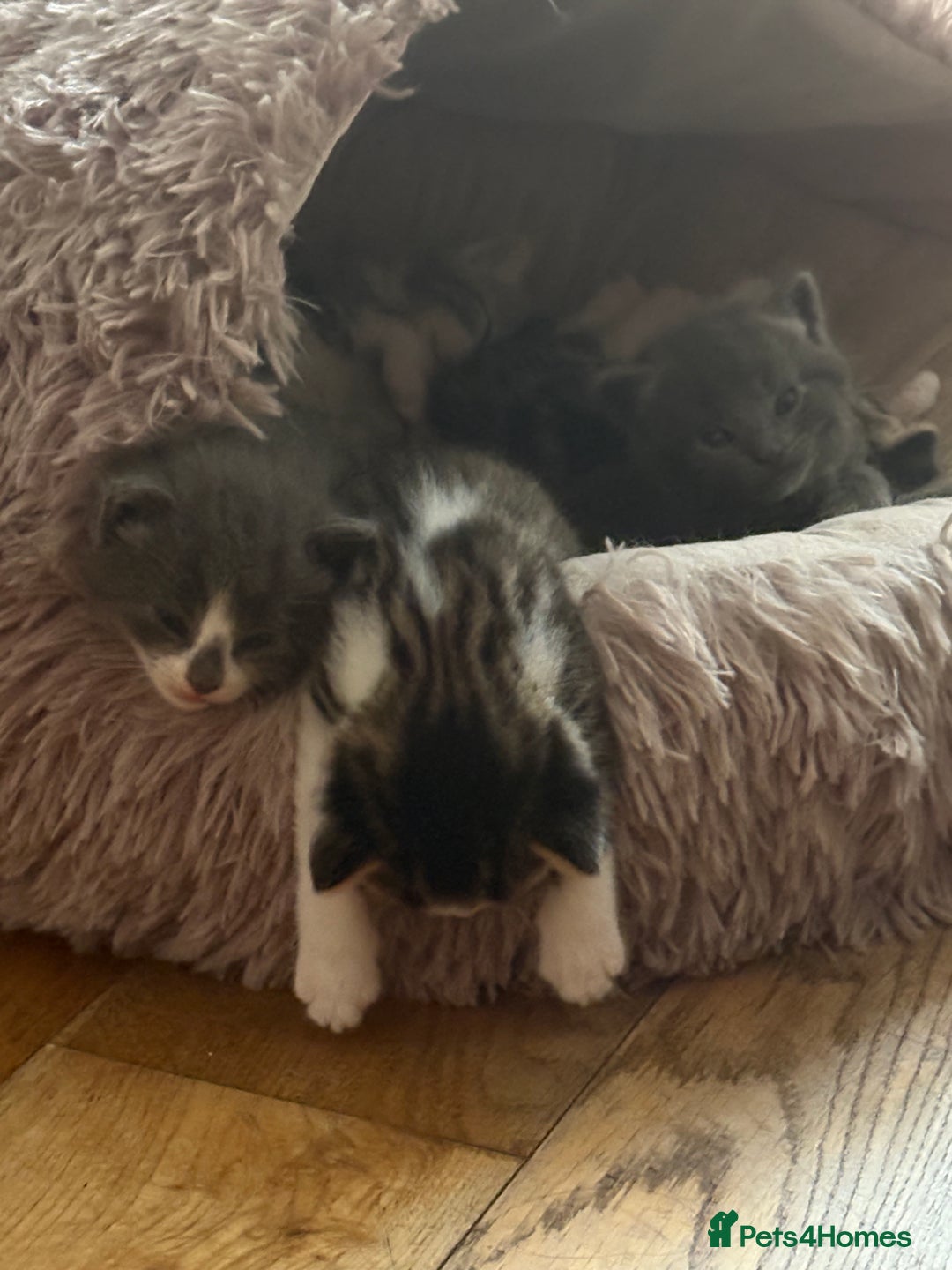 Mixed Breed cats for sale: 6 kittens - Image 11