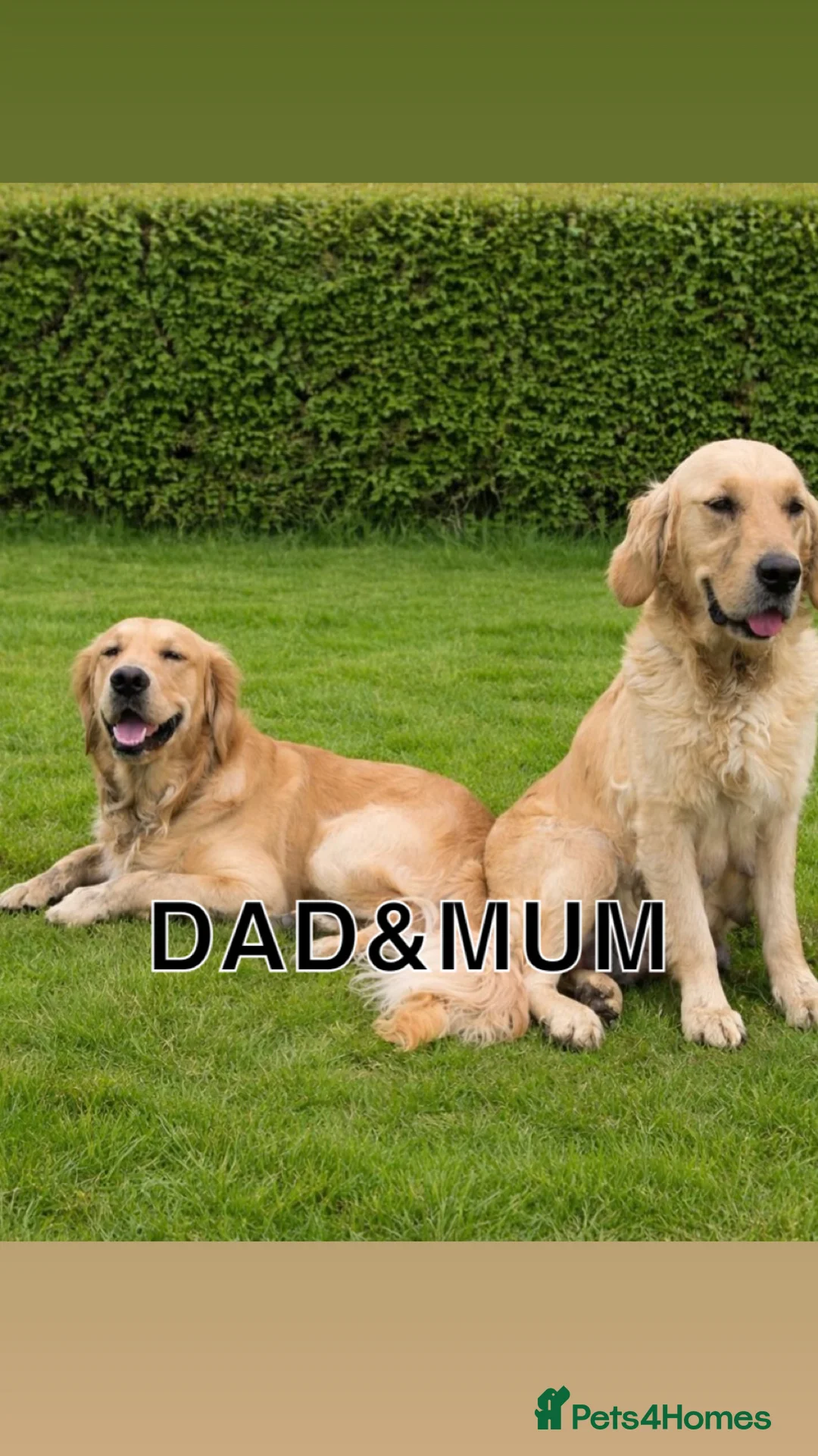 Golden Retriever dogs for sale: One girl remaining - Advert 34
