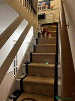 West Highland Terrier dogs - Advert 2