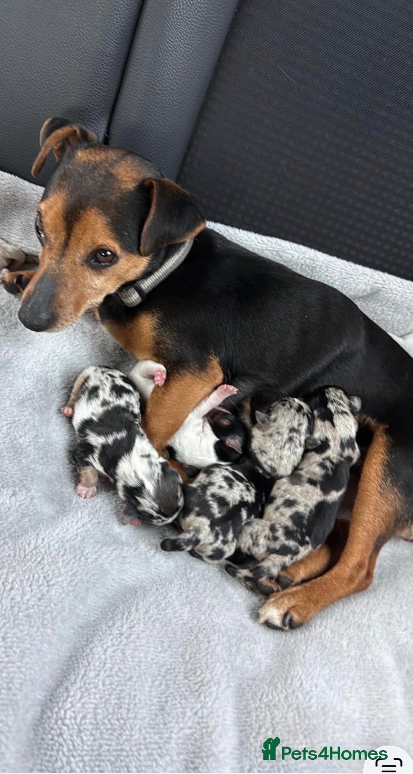 Jack Russell dogs Beautiful jackrussell pups - Advert 2