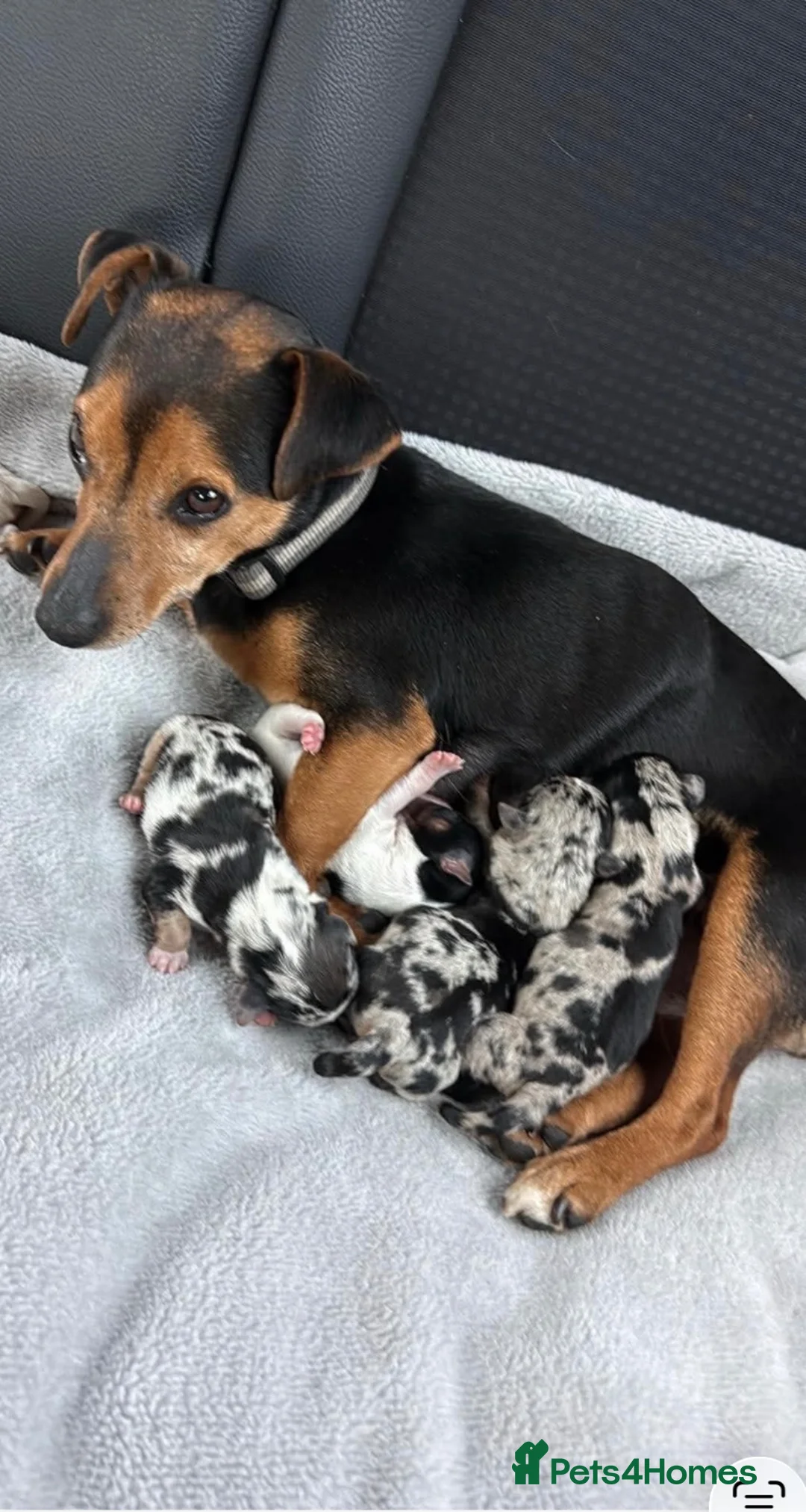 Jack Russell dogs for sale: Beautiful jackrussell pups in Preston - Advert 2