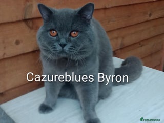 British Shorthair cats - Advert 6