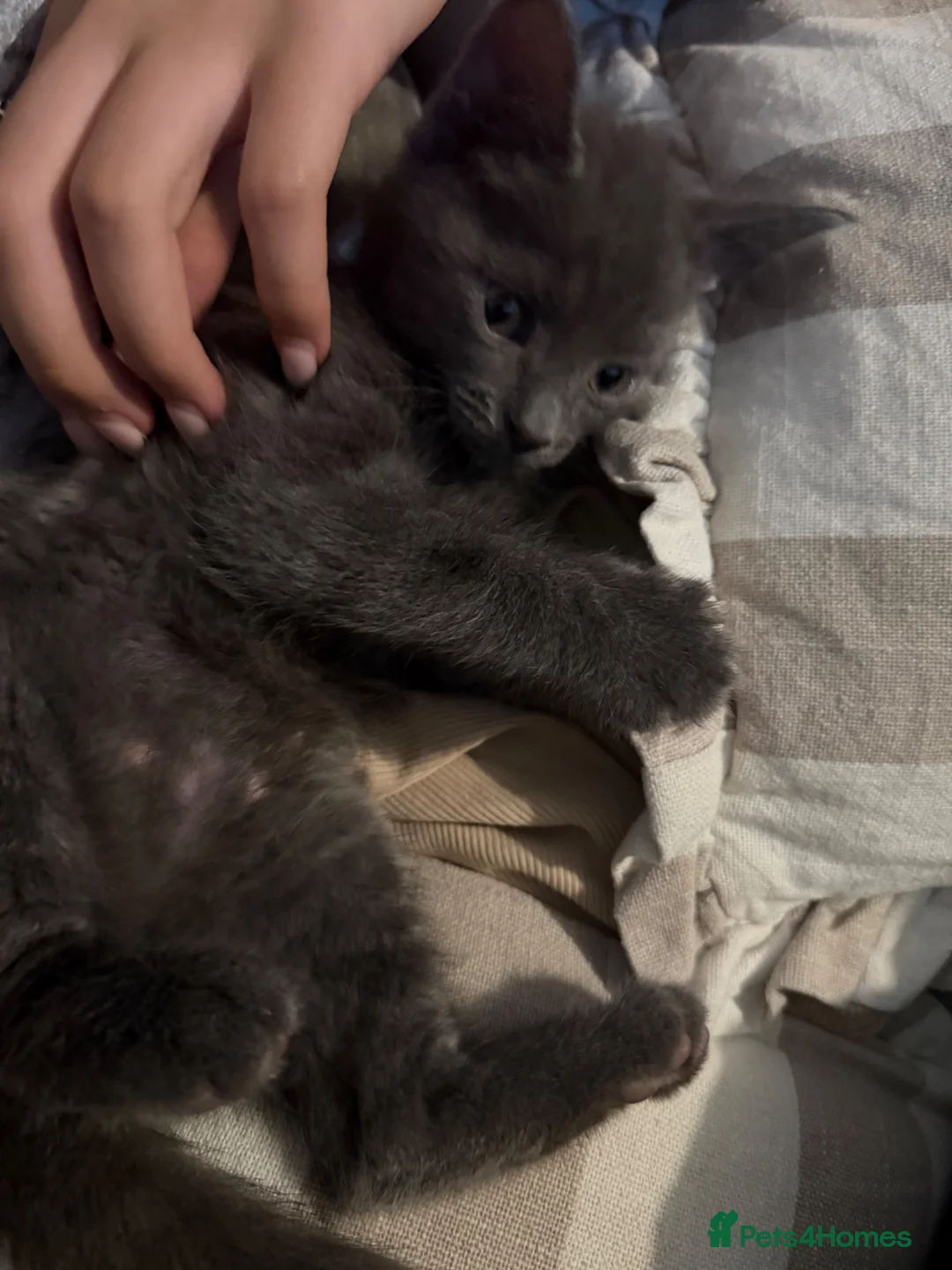 Mixed Breed cats for sale: Beautiful male grey kitten - Advert 4
