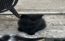 Mixed Breed cats for sale: 3 female kittens ready to go  - Image 24