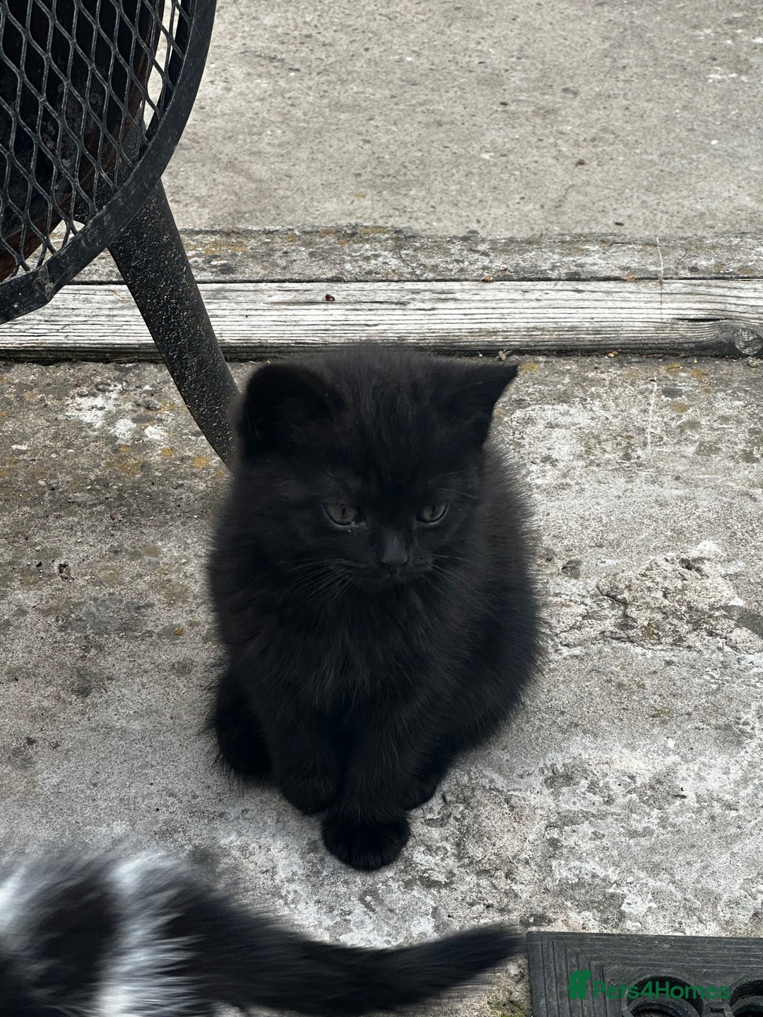 Mixed Breed cats for sale: 3 female kittens ready to go  - Image 24