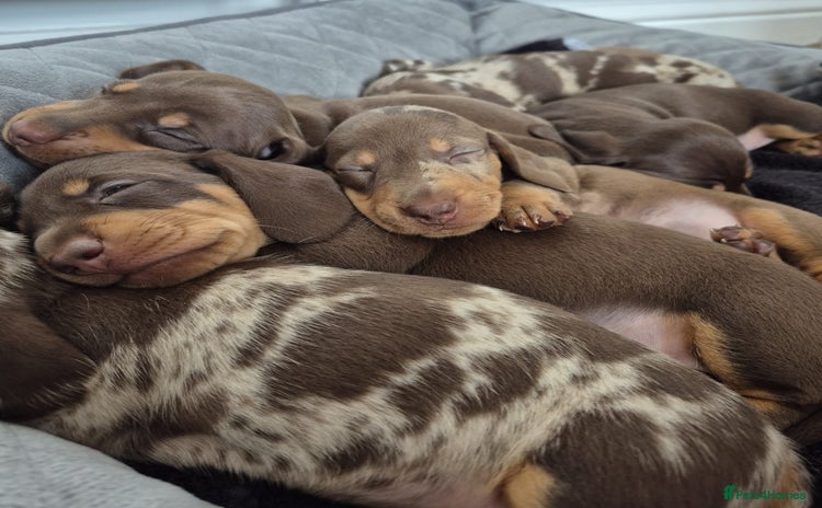Miniature Dachshund dogs - Advert 2