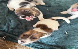 Jack Russell dogs for sale: Jack Russell puppies rough/smooth coat ready now  - Image 4