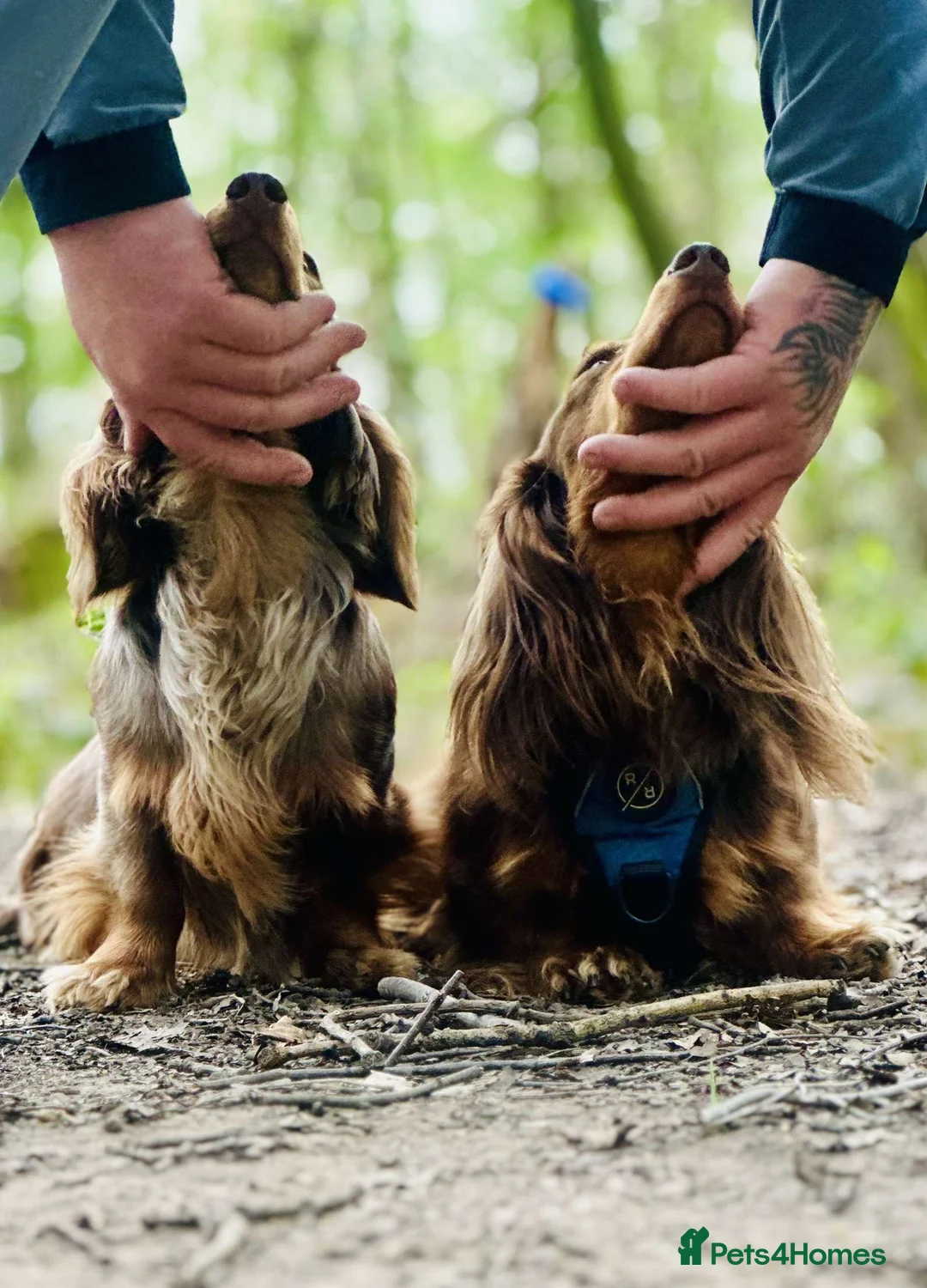 Dachshund dogs for stud: Long haired dachshund stud boys  in Leeds - Advert 20