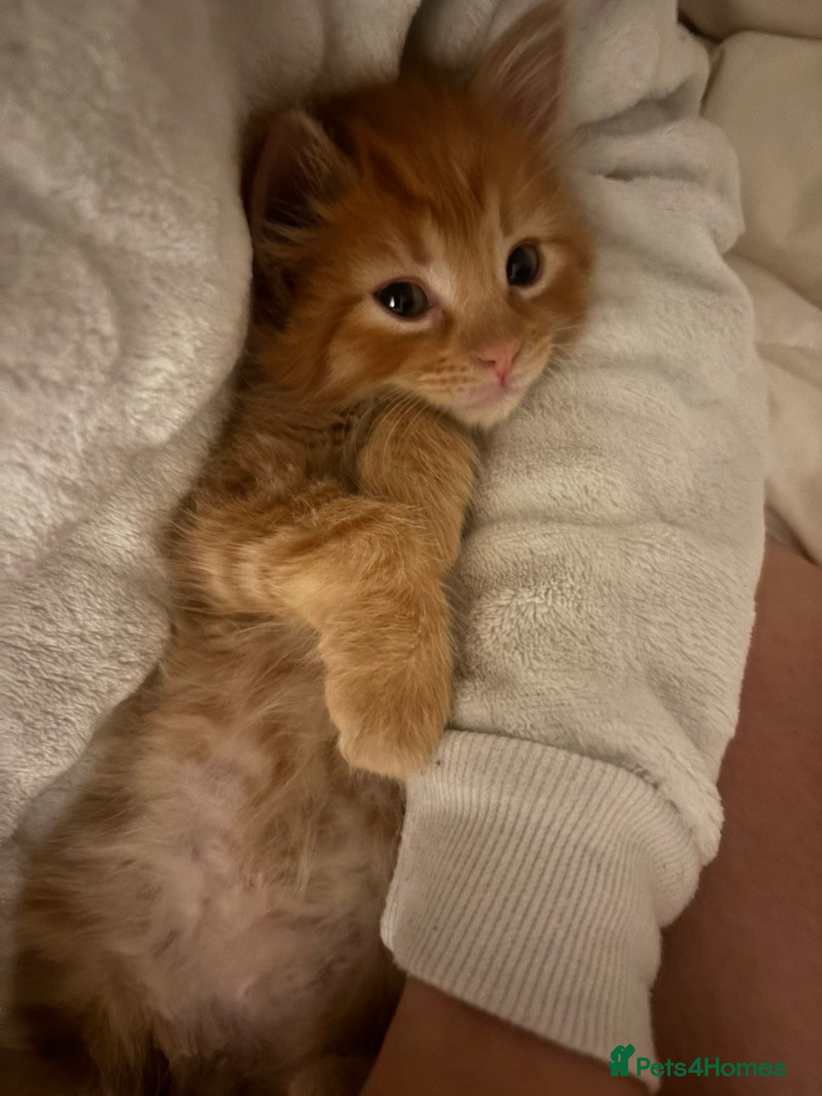 Mixed Breed cats 4 kittens left 3 ginger boys one tortie girl - Advert 2