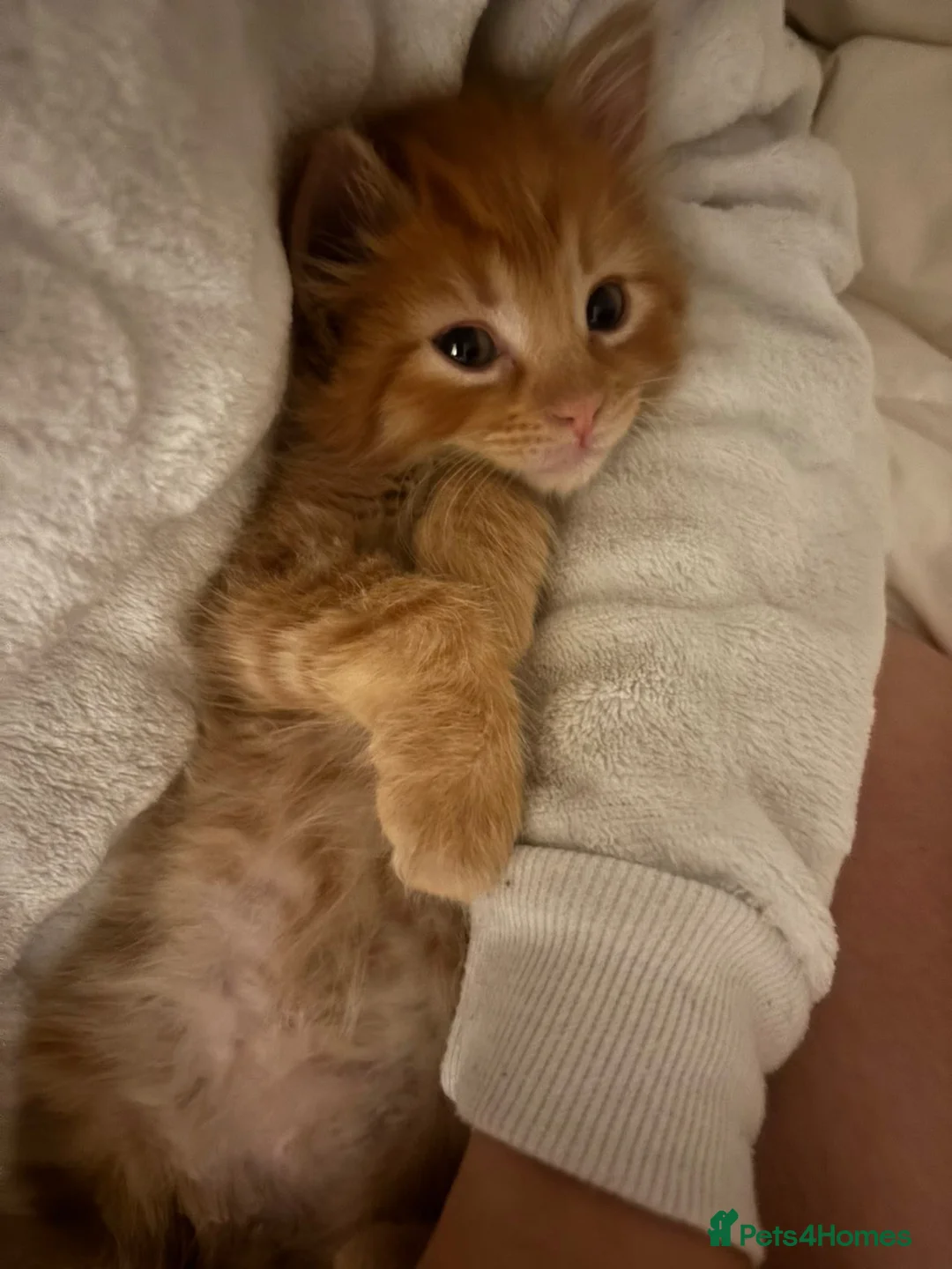 Mixed Breed cats for sale: 4 kittens left 3 ginger boys one tortie girl - Advert 1
