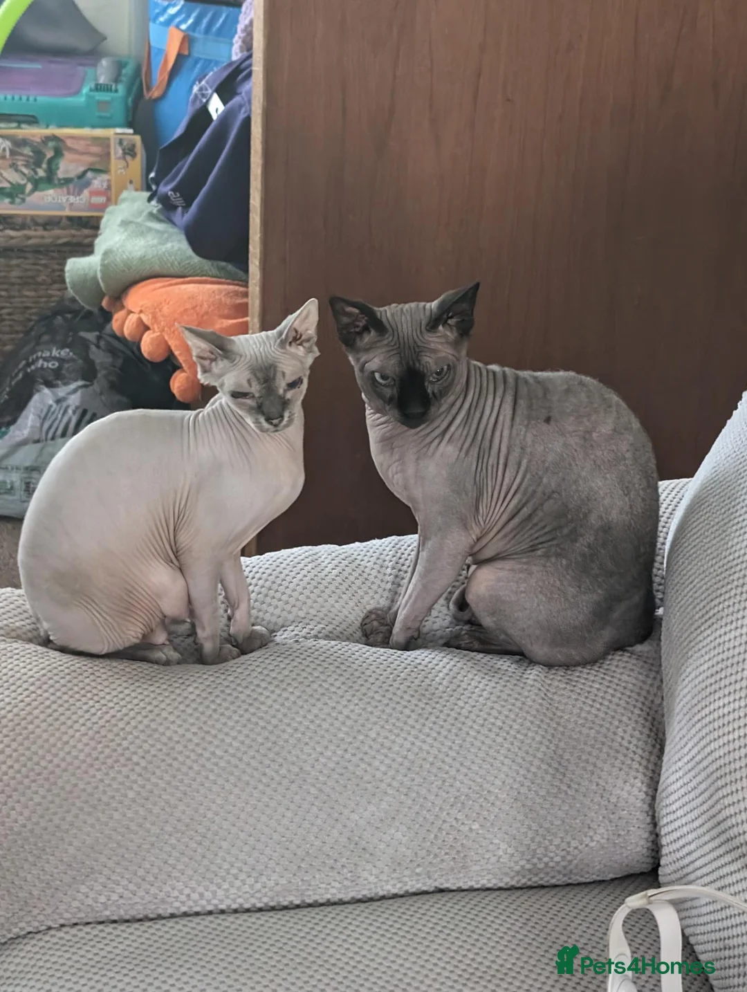 Sphynx cats for sale: Sphinx males - Advert 7