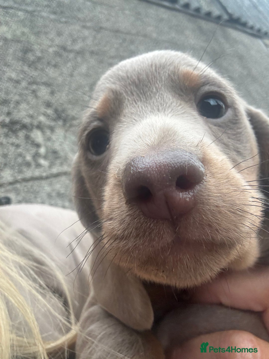 Miniature Dachshund dogs for sale: Gorgeous Miniature Daschund puppies 🐶🤍  - Image 13