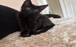 Mixed Breed cats for sale: 1/2 Ragdoll kittens - Image 6