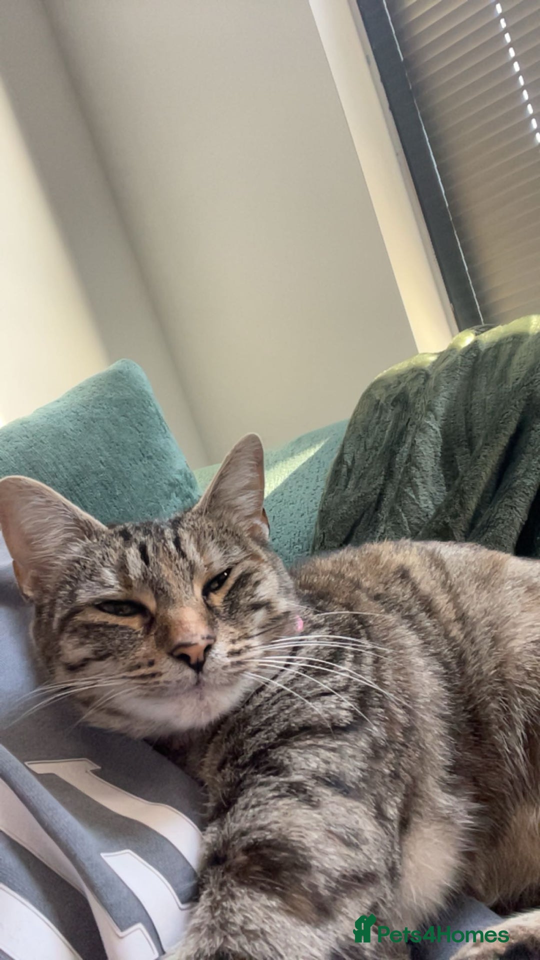 Mixed Breed cats for sale: 6 month old tabby  - Image 6