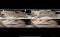 British Shorthair cats for sale: GCCF REG HEALTH TESTED KTTENS AVAILABLE 🥰 - Image 6