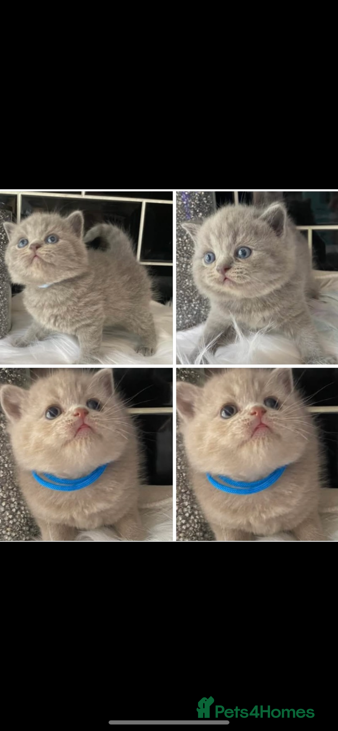 British Shorthair cats for sale: GCCF REG HEALTH TESTED KTTENS AVAILABLE 🥰 - Image 6