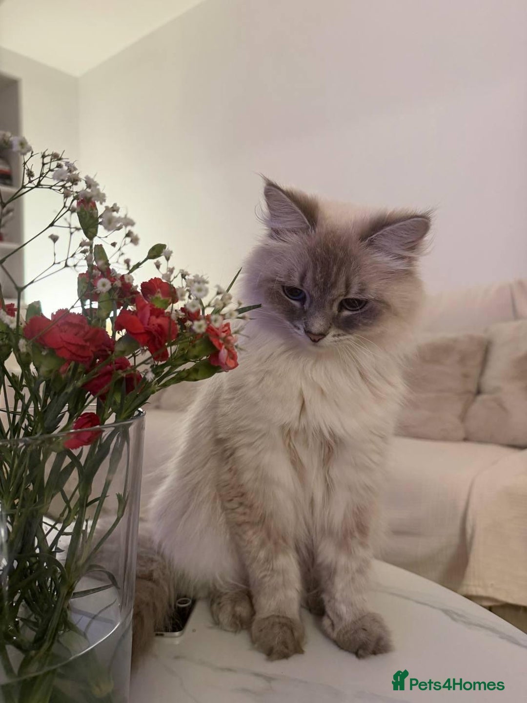 Siberian cats for sale: Rare Siberian Cats Available😻💯 - Advert 23