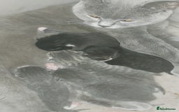 British Shorthair cats for sale: Six British short-haired mixed breed - Advert 2