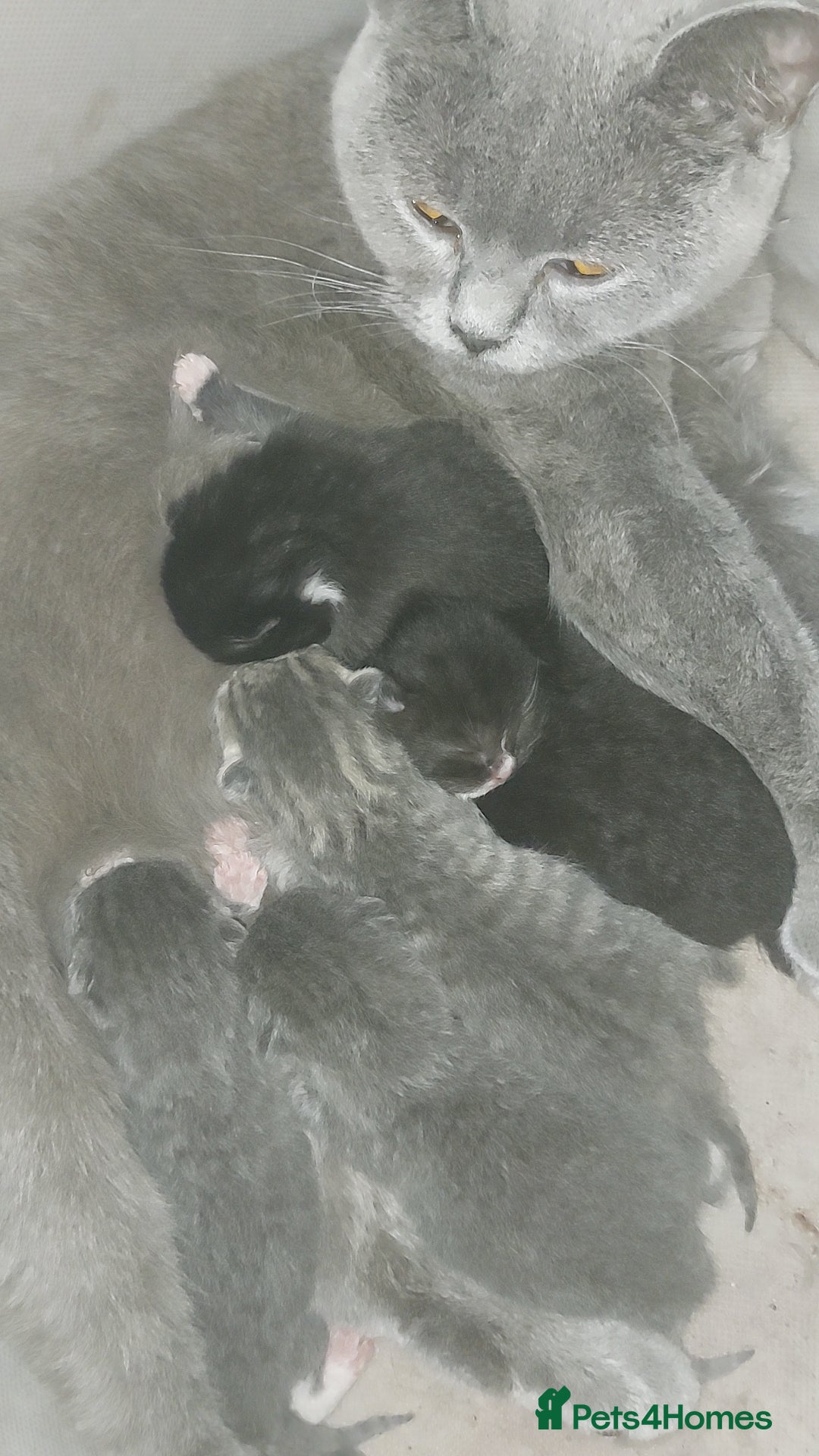 British Shorthair cats for sale: Six British short-haired mixed breed - Advert 2