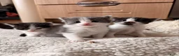 Ragdoll cats for sale: Half ragdoll kittens  - Advert 6