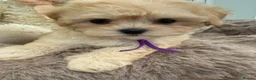 Maltipoo dogs for sale: Korean lined, f1. Fully dna & health tested   - Advert 36