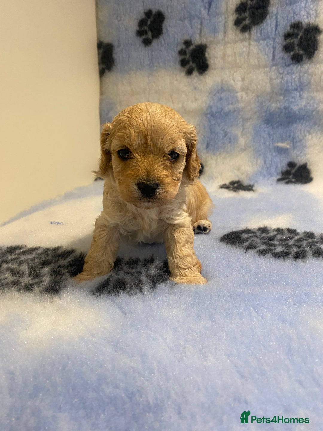 Cavapoo dogs for sale: 5 apricot cavapoo puppies - Advert 9