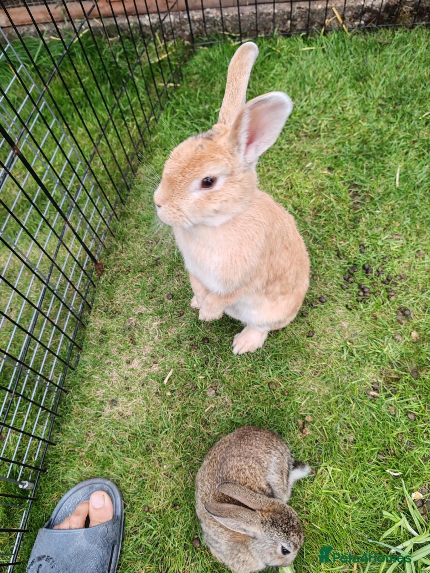 Flemish rabbits Beautiful baby rabbits  - Advert 2