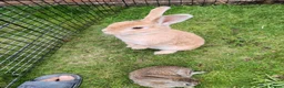 Flemish rabbits for sale: Beautiful baby rabbits  - Advert 1