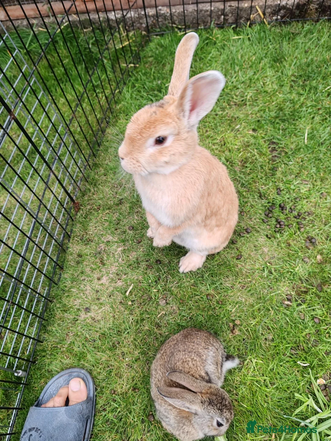 Flemish rabbits for sale: Beautiful baby rabbits  - Advert 1