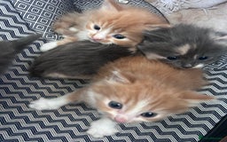 Mixed Breed cats for sale: Two male ginger kittens one female grey and beige  - Image 3