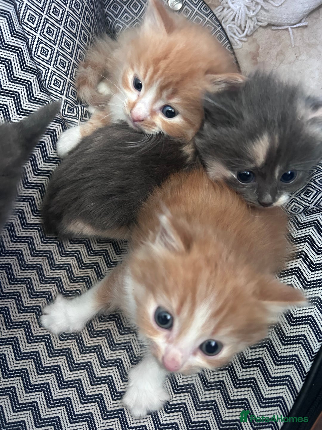 Mixed Breed cats for sale: Two male ginger kittens one female grey and beige  - Image 3