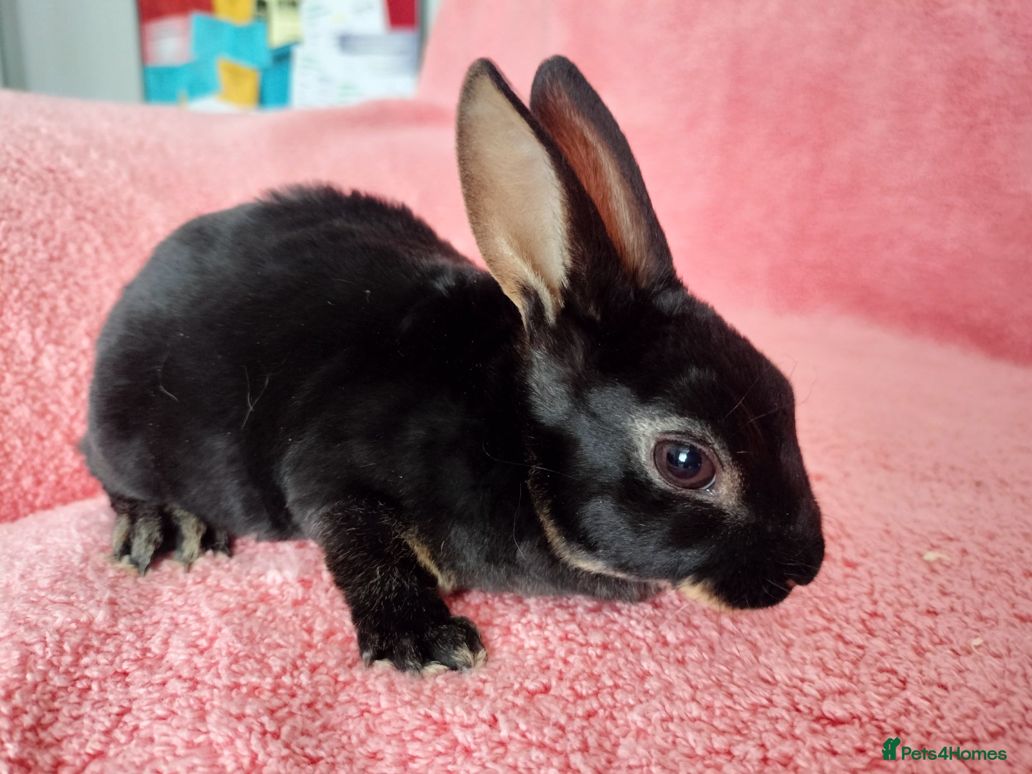 Rex rabbits Baby mini rex for sale  - Advert 4
