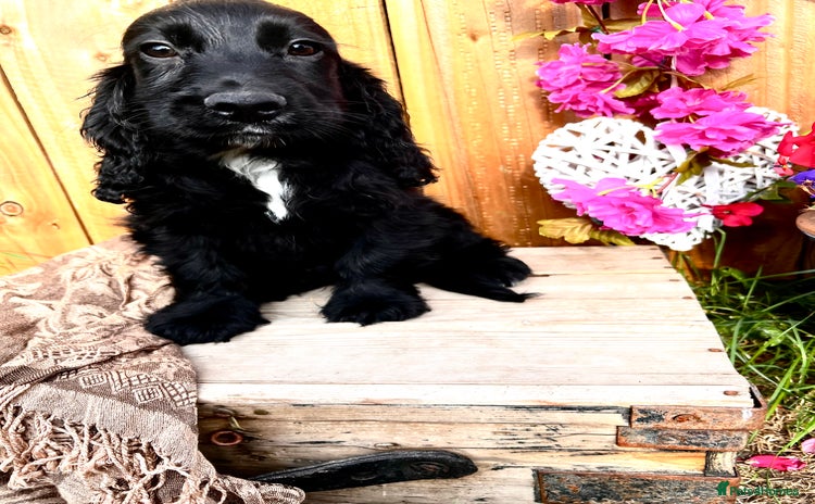 Sprocker dogs - Advert 1