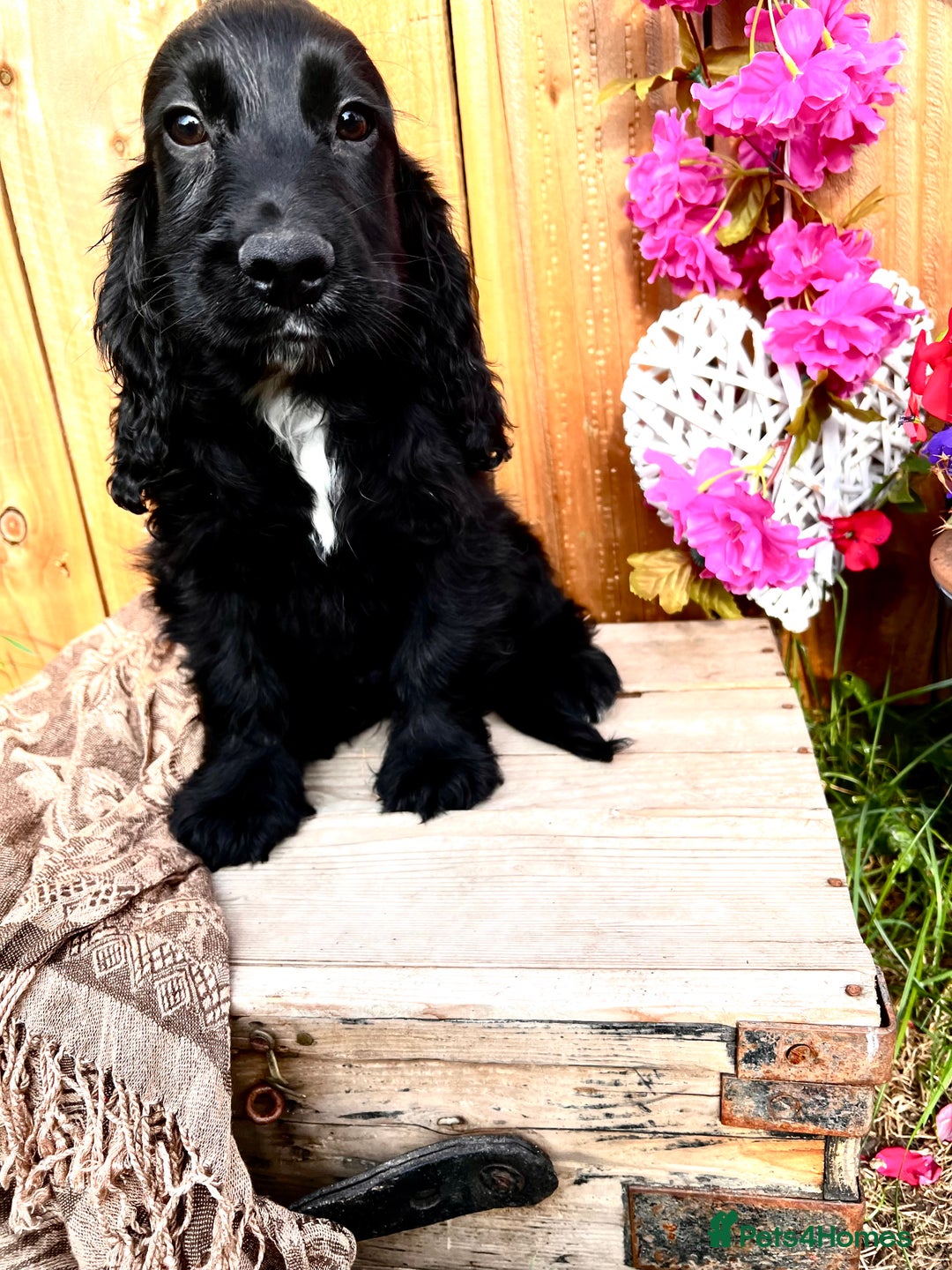 Sprocker dogs for sale: Quality Sprocker Spaniels last Black Boy ! - Image 1