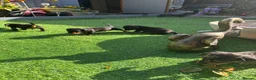 Dachshund dogs for sale: 4 beautiful boys  - Advert 9