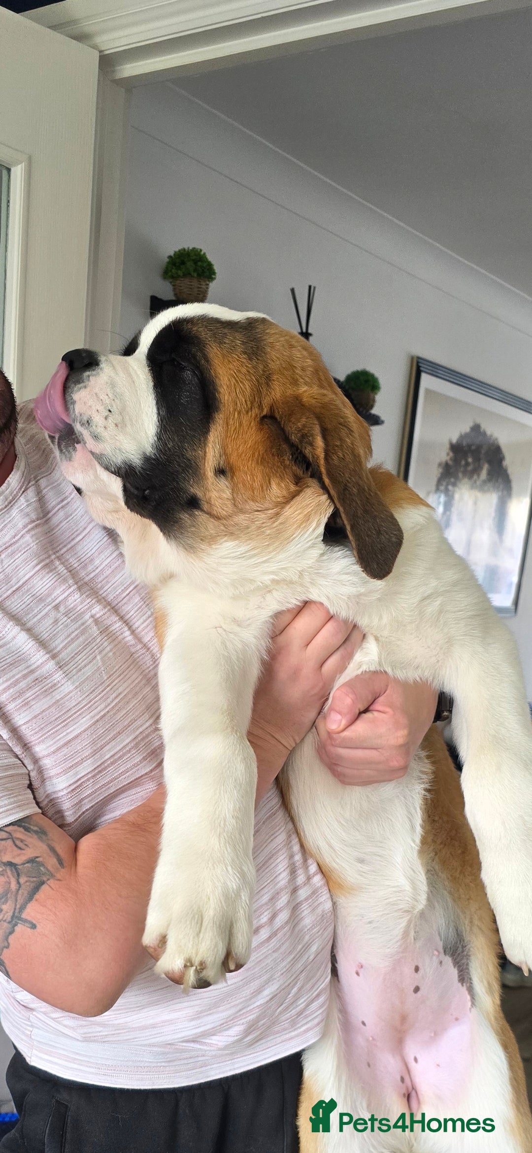 Saint Bernard dogs for sale: KC registered Female Saint Bernard puppy - Advert 2