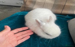 Netherland Dwarf rabbits for sale: Super friendly, super cuddly  Netherland Dwarf boy - Image 5