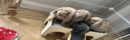 Mini Lop rabbits for sale: Mini lop for sale  - Advert 2