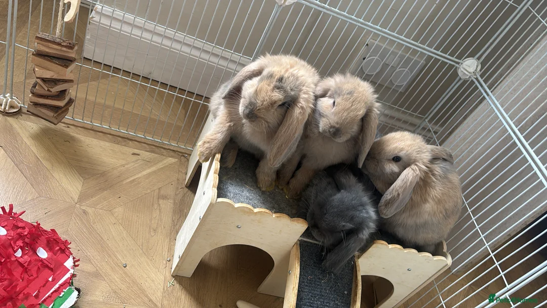 Mini Lop rabbits for sale: Mini lop for sale  - Advert 2