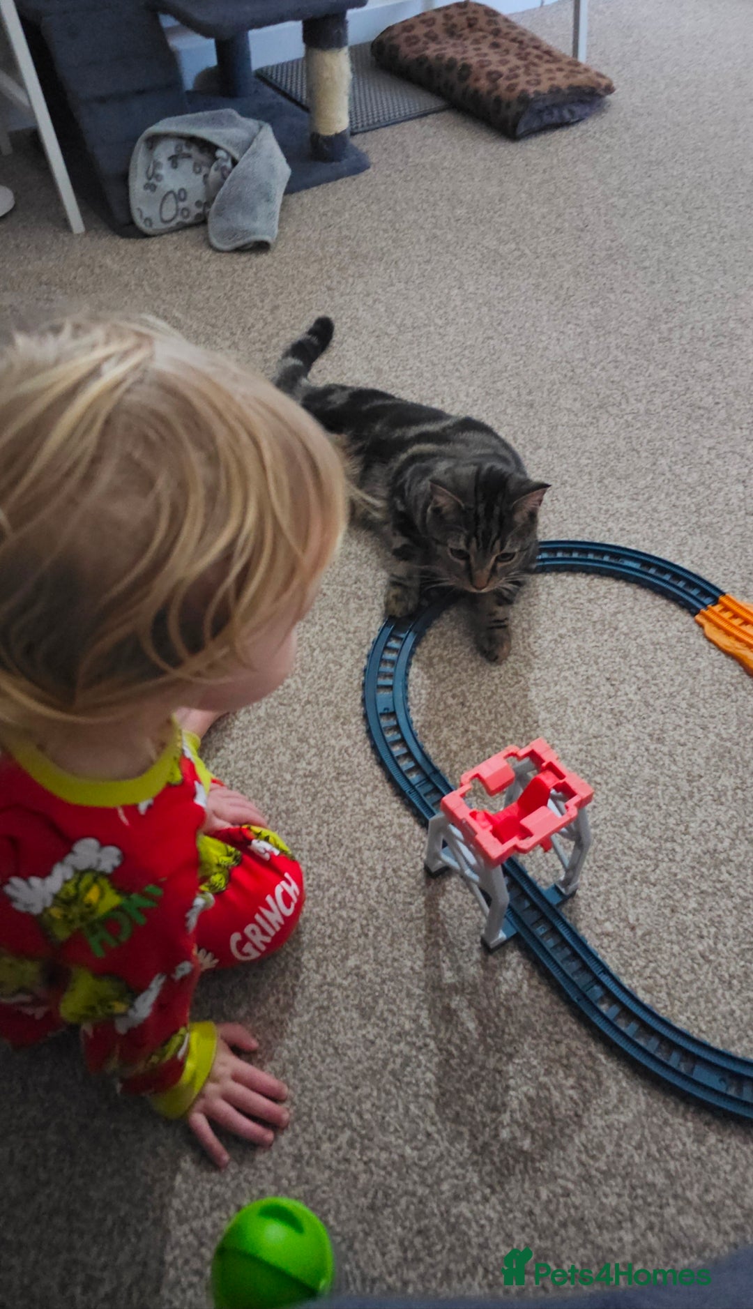 Mixed Breed cats for sale: BOB - 10mth Male Kitten  - Advert 7