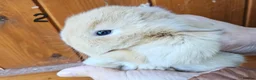 Mini Lop rabbits for sale: Mini lop babies  - Advert 3