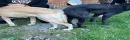 Labrador Retriever dogs for stud: Kc black Labrador for stud  - Advert 2