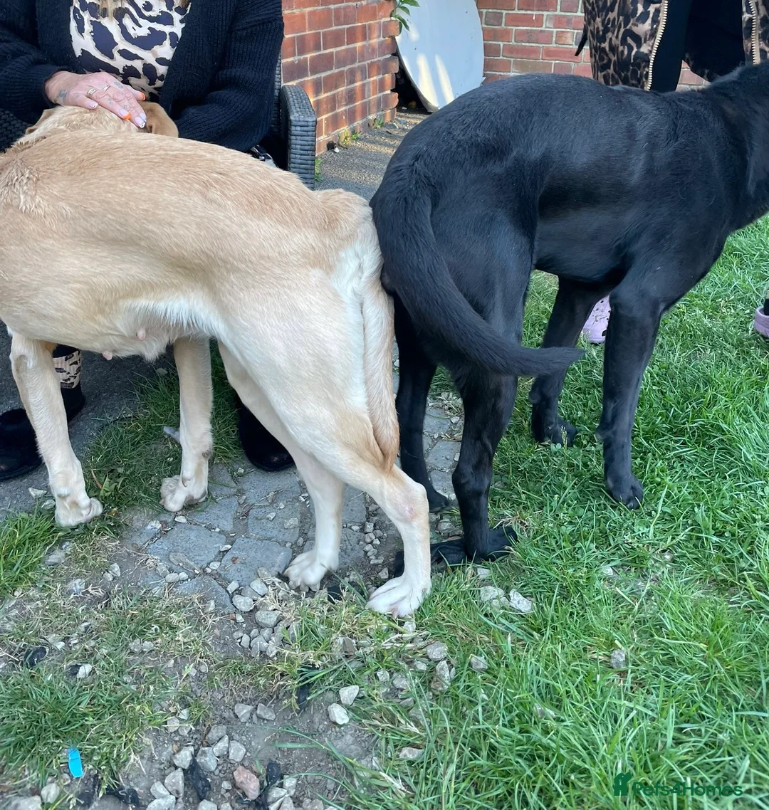 Labrador Retriever dogs for stud: Kc black Labrador for stud  - Advert 2