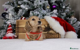 Miniature Dachshund dogs for sale: CREAM MINIATURE DACHSHUNDS CHAMPION PEDIGREE  - Image 11