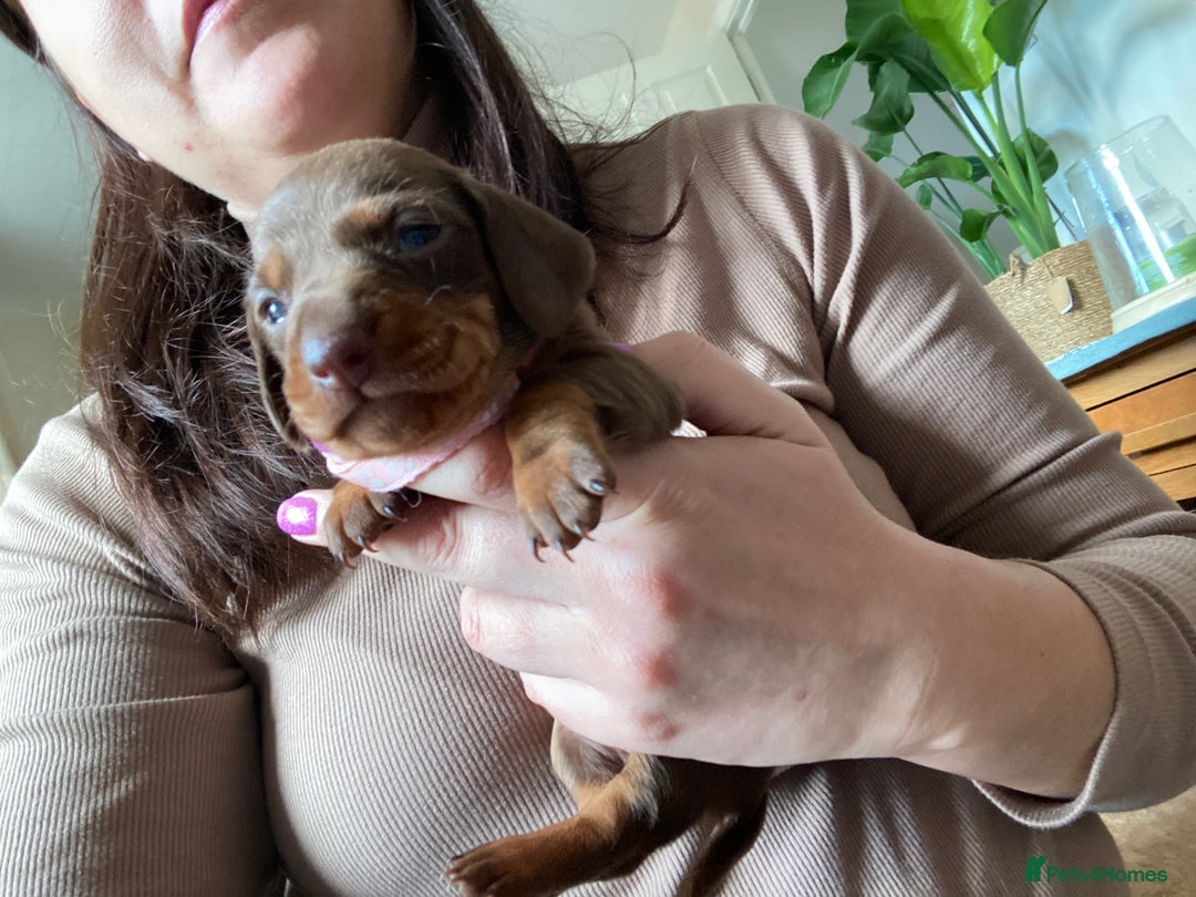 Miniature Dachshund dogs for sale: True Miniature Dachshunds KC Reg - Advert 17