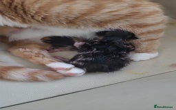Domestic Shorthair cats for sale: Beautiful Kittens - Image 5