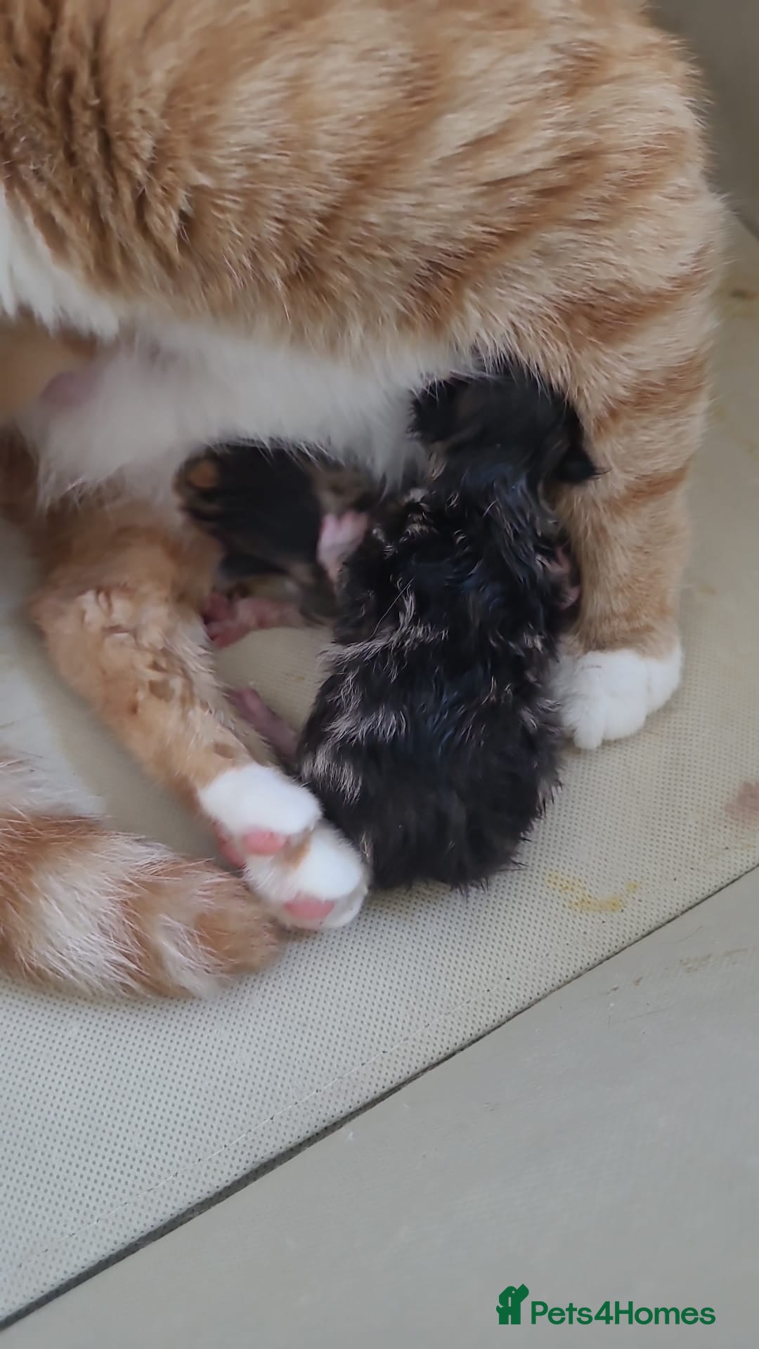 Domestic Shorthair cats for sale: Beautiful Kittens - Image 5
