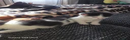 Mixed Breed cats for sale: Beautiful Black & White Kittens Looking for Homes - Advert 15