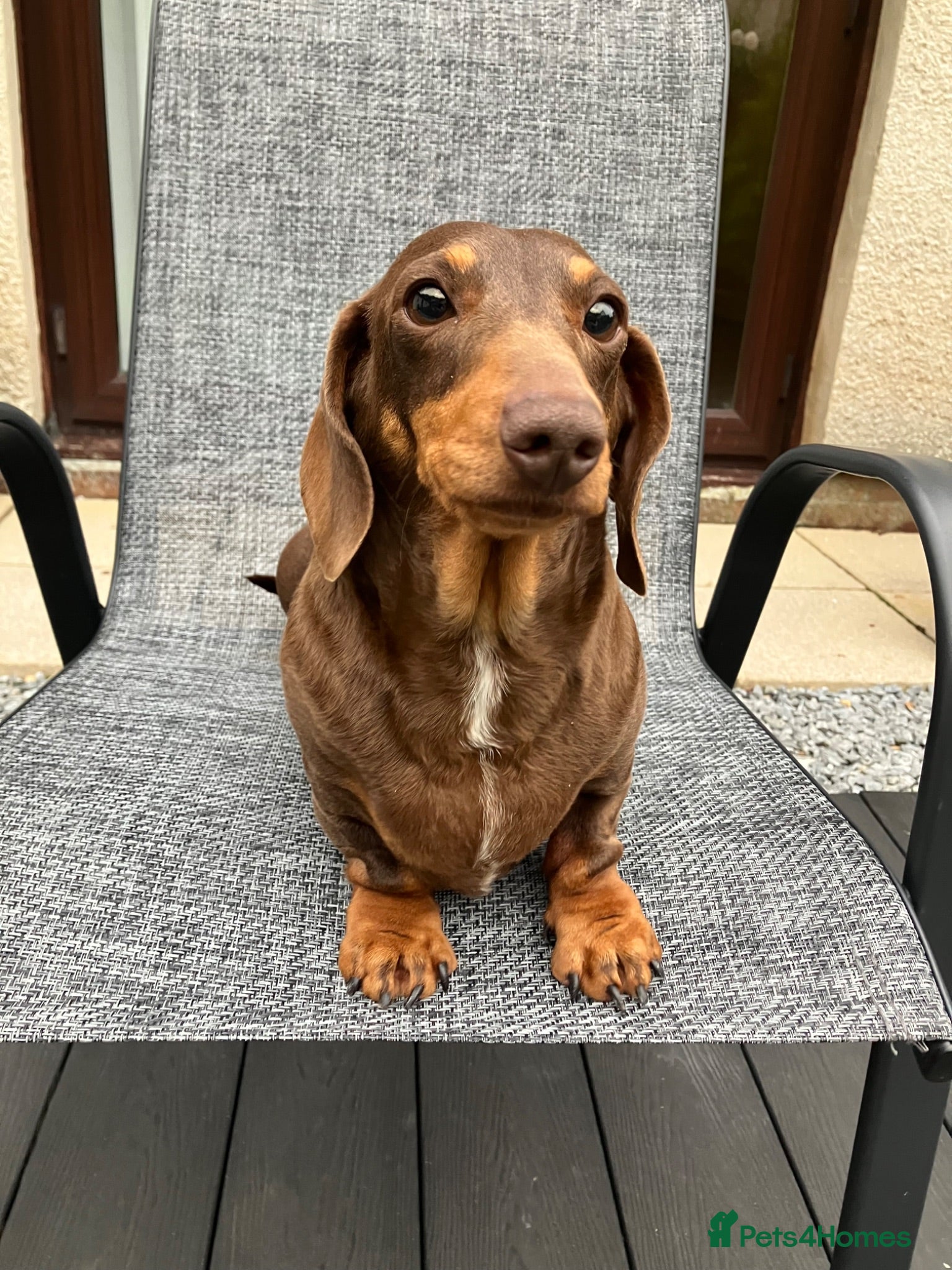 Miniature Dachshund dogs Miniature Dachshund Adult - Advert 13